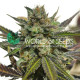 Семена конопли Northern Light X Skunk fem. World of Seeds