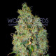 Семена конопли Northern Light X Skunk fem. World of Seeds