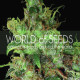 Семена конопли Northern Light X Skunk fem. World of Seeds
