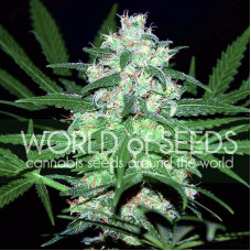 Pakistan Valley feminised (World of Seeds)
