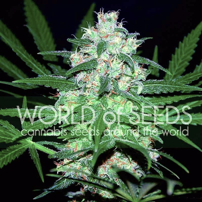 Семена конопли Pakistan Valley fem. World of Seeds