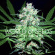 Семена конопли Pakistan Valley fem. World of Seeds