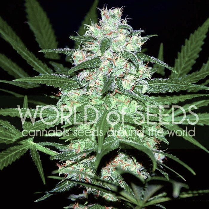 Семена конопли Pakistan Valley fem. World of Seeds