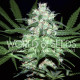 Семена конопли Pakistan Valley fem. World of Seeds