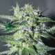 Семена конопли Pakistan Valley fem. World of Seeds
