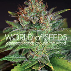 Skunk 47 feminised (World of Seeds)