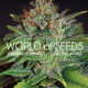 Семена конопли Skunk 47 fem. World of Seeds