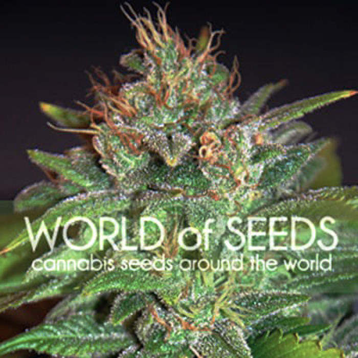 Семена конопли Skunk 47 fem. World of Seeds