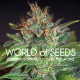 Семена конопли Skunk 47 fem. World of Seeds
