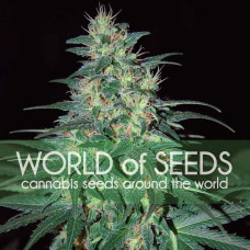 South African Kwazulu feminised (World of Seeds)