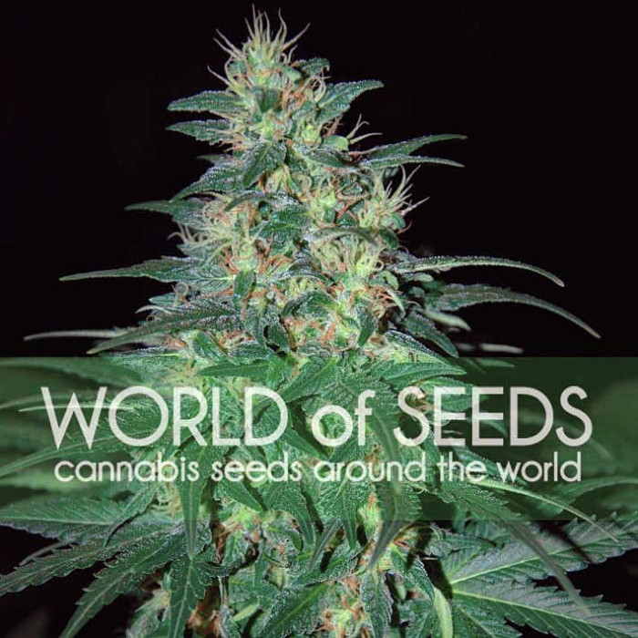 Семена конопли South African Kwazulu fem. World of Seeds