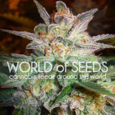 Star 47 feminised (World of Seeds)