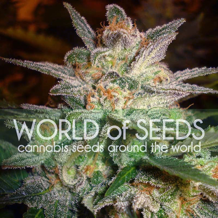 Семена конопли Star 47 fem. World of Seeds