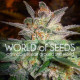 Семена конопли Star 47 fem. World of Seeds
