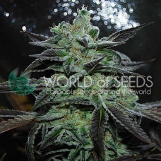 Strawberry Blue Early Version feminised (World of Seeds)