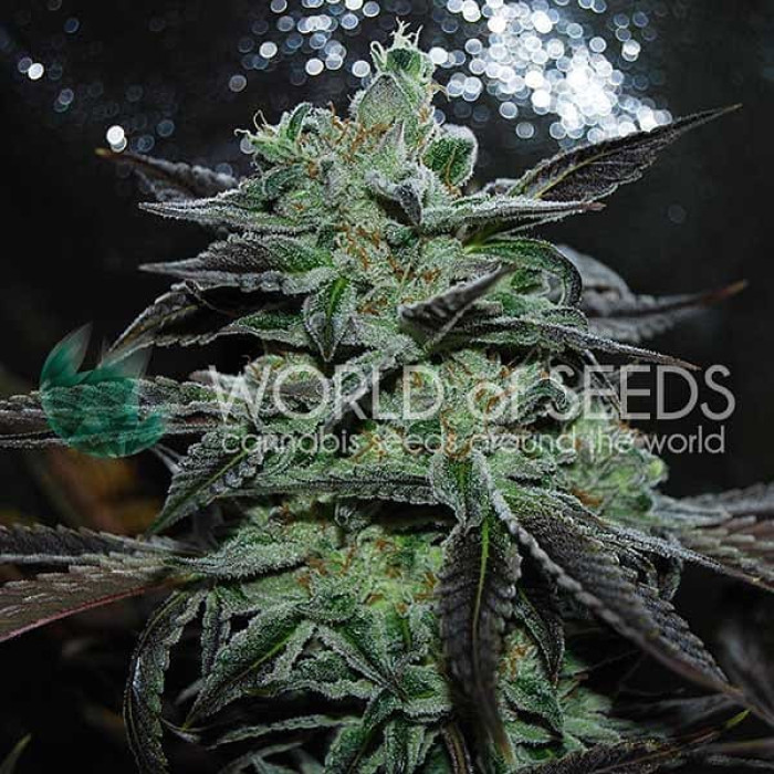 Семена конопли Strawberry Blue Early Version fem. World of Seeds