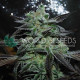 Семена конопли Strawberry Blue Early Version fem. World of Seeds