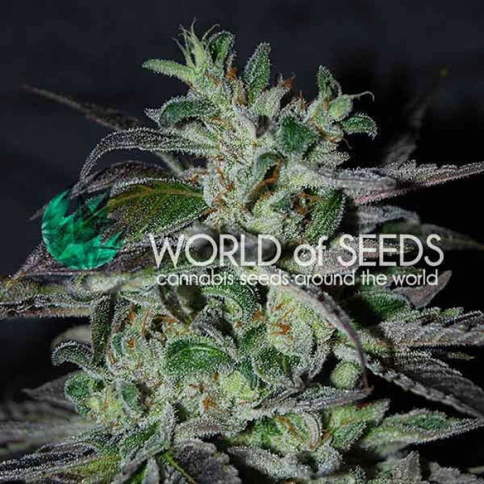 Семена конопли Strawberry Blue Early Version fem. World of Seeds