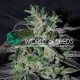 Семена конопли Strawberry Blue Early Version fem. World of Seeds