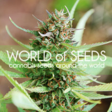 Strawberry Blue feminised (World of Seeds)