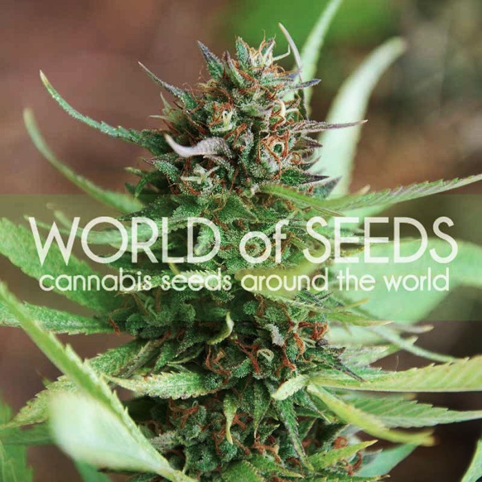 Семена конопли Strawberry Blue fem. World of Seeds