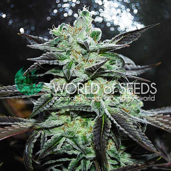 Семена конопли Strawberry Blue fem. World of Seeds