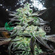 Семена конопли Strawberry Blue fem. World of Seeds