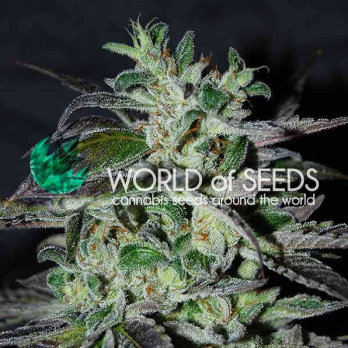 Семена конопли Strawberry Blue fem. World of Seeds