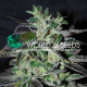 Семена конопли Strawberry Blue fem. World of Seeds