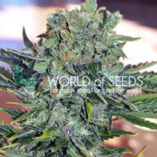 Tonic Ryder feminised (World of Seeds)