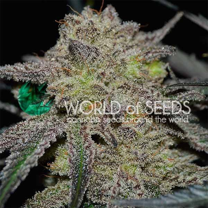Семена конопли Tonic Ryder fem. World of Seeds
