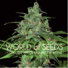 Wild Thailand feminised (World of Seeds)