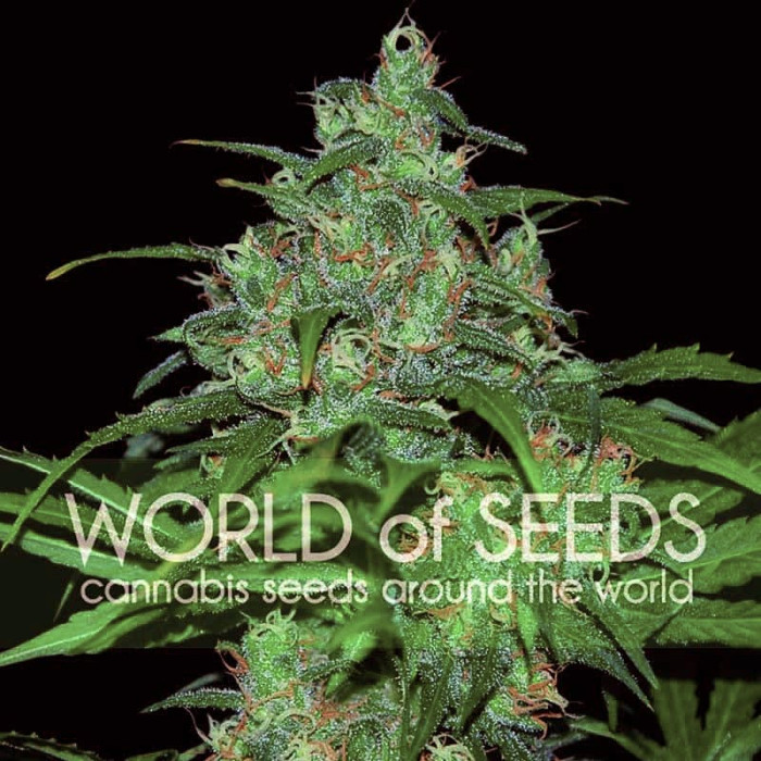 Семена конопли Wild Thailand fem. World of Seeds