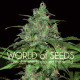 Семена конопли Wild Thailand fem. World of Seeds