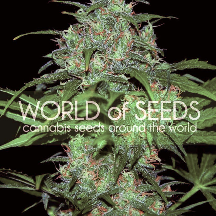 Семена конопли Wild Thailand fem. World of Seeds