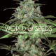 Семена конопли Wild Thailand fem. World of Seeds