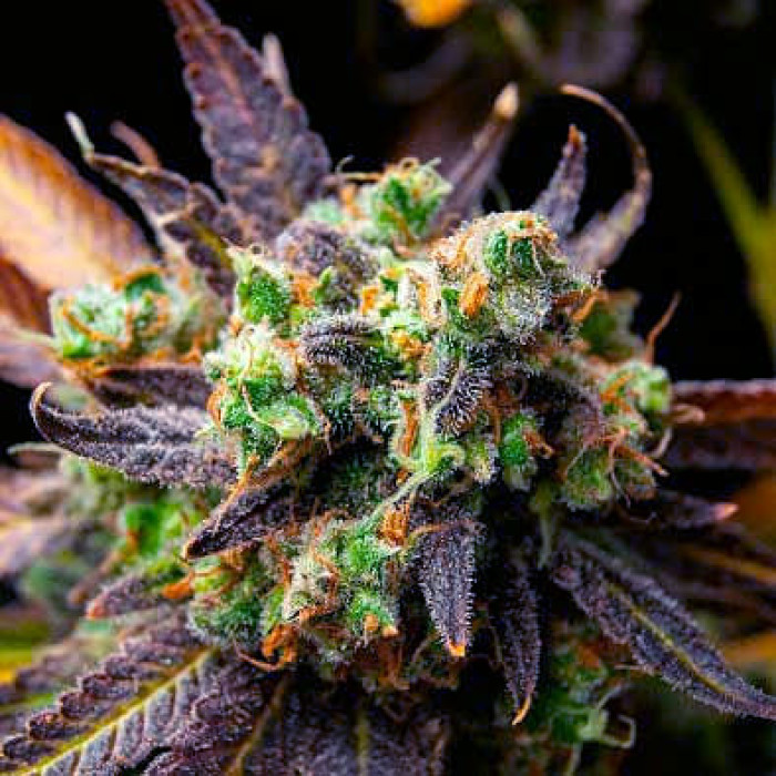 Семена конопли Wild Thailand fem. World of Seeds