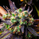 Семена конопли Wild Thailand fem. World of Seeds