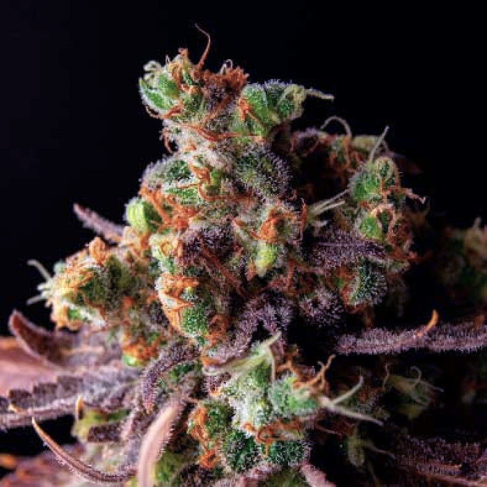 Семена конопли Wild Thailand fem. World of Seeds