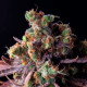 Семена конопли Wild Thailand fem. World of Seeds