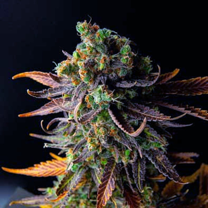 Семена конопли Wild Thailand fem. World of Seeds