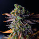 Семена конопли Wild Thailand fem. World of Seeds