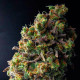 Семена конопли Wild Thailand fem. World of Seeds
