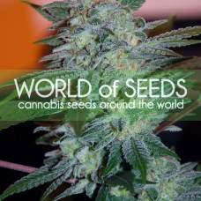 Yumbolt 47 feminised (World of Seeds)
