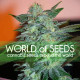 Семена конопли Yumbolt 47 fem. World of Seeds