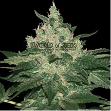 Afghan Kush - 10 seeds regular (World of Seeds)
