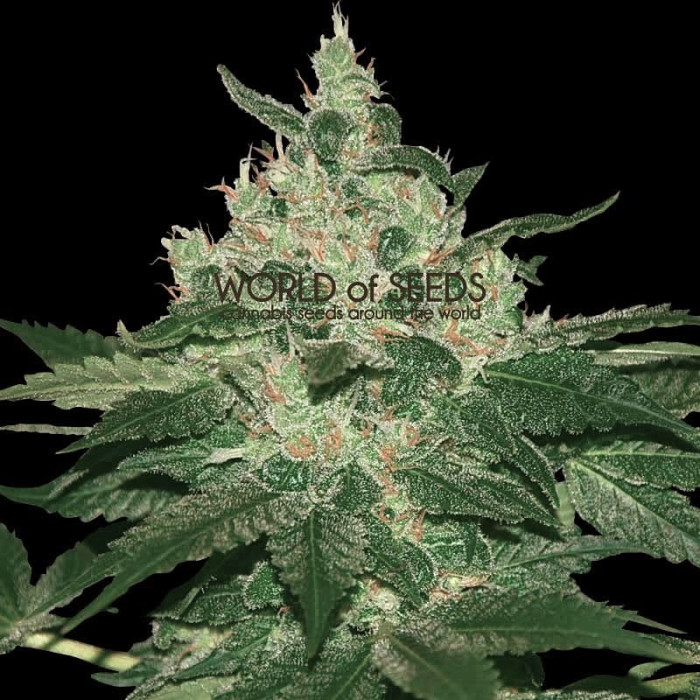 Семена конопли Afghan Kush - 10 seeds reg. World of Seeds