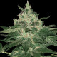 Семена конопли Afghan Kush - 10 seeds reg. World of Seeds