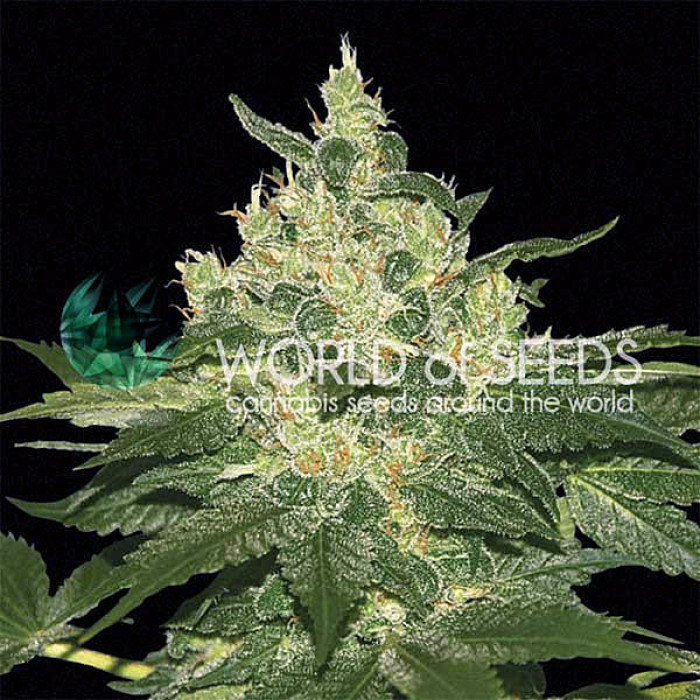 Семена конопли Afghan Kush - 10 seeds reg. World of Seeds