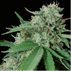 Brazil Amazonia - 10 seeds regular (World of Seeds)